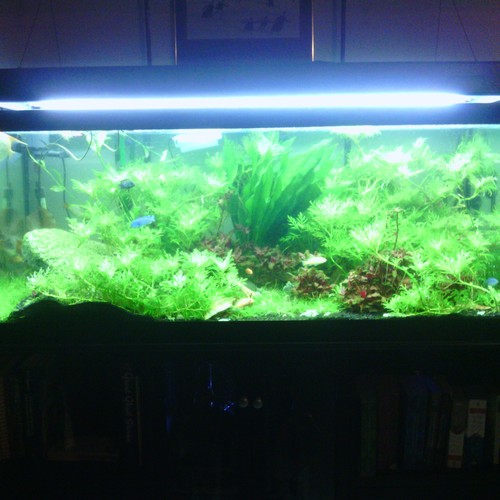 Amazon.com: Gulfstream Tropical AGU00528 