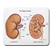 Large Mousepad of Urology Kidney Anatomy Renal Organ