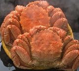 【北海道 稚内】福毛がに900g ×2尾セット(ボイル)