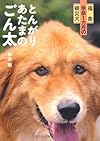 福島 余命１カ月の被災犬 とんがりあたまのごん太