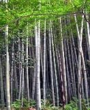 Giant Thorny Bamboo 20 Seeds - Bambusa arundinacea