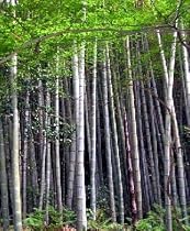Giant Thorny Bamboo 20 Seeds - Bambusa arundinacea