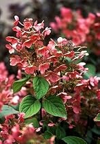 Quick Fire Hydrangea Paniculata