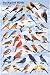 (24x36) Laminated Backyard Birds Educational Science Chart Poster