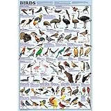 Birds Poster