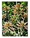 Aloe Vera Flower Stalks Photographic Poster Print by Randi Bailey, 20x24