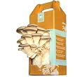 Back to the Roots Oyster Mushroom Kit