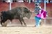 Fighting Bull Picture from Spain. Black Bull - 18