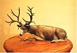 Overlook Buck