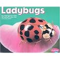 Ladybugs (Pebble Plus: Bugs, Bugs, Bugs) (Paperback)