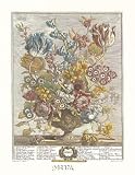 Twelve Months of Flowers, 1730/April by Robert Furber. Size 14.12 inches width by 18.77 inches height. High Quality Art Poster Print
