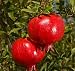 Granada Pomegranate Tree, Five Gallon Container