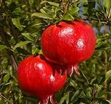 Granada Pomegranate Tree, Five Gallon Container