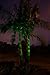 Yard Illumination Commercial Grade Laser Illuminator (Green)