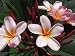 Frangipani Flowers - 24