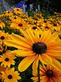 Indian Summer Black-Eyed Susan - Rudbeckia - 4 Plants