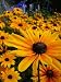 Black-Eyed Susan - 100 Seeds, 250 mg - Rudbeckia