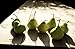 River Cottage Fruit Every Day!