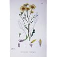 BOTANY PLANTS c1902 MARSH RAGWORT SENECIO AQUATICUS