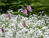 Sweet Woodruff 30 Seeds - Asperula odorata
