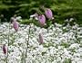Sweet Woodruff 30 Seeds - Asperula odorata