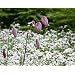 Sweet Woodruff 30 Seeds - Asperula odorata
