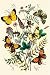 Kitchen & Housewares : Butterflies: C. Palaeno, C. Phicomene, et al. Art Print Poster By W. F. Kirby, 18.75 " x 27.5 "