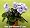 Mickey Mouse Miniature African Violet - 2" pot