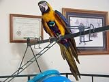 Mammoth Paintbrush Avian Fashions Flightsuit (Bird Diapers) w/Liners