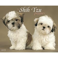 Just Shih Tzu Puppies 2009 Calendar