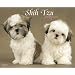 Just Shih Tzu Puppies 2009 Calendar