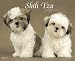 shih tzu - Shih Tzu Puppies 2009 Calendar