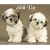 Just Shih Tzu Puppies 2009 Calendar