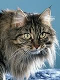 Head of Norwegian Forest Cat Photographic Poster Print by Wegner, 12x16