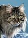 norwegian forest - Head of Norwegian Forest Cat Photographic Poster Print by Wegner, 12x16