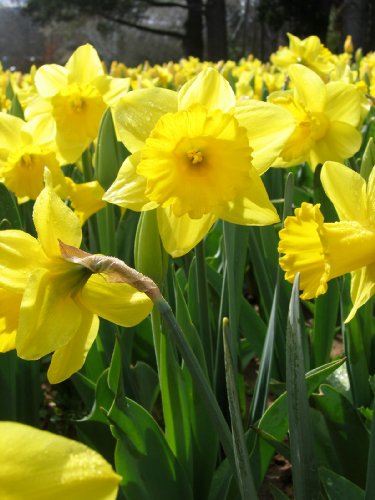 15 Giant Yellow Daffodil Flower Bulbs 10/14cm Perennial