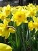 15 Giant Yellow Daffodil Flower Bulbs 10/14cm Perennial