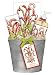 Candy Cane & Bells Soap Gift Bucket