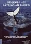 Observer les c�tac�s en Europe : Le guide complet des sites  d'observation des baleines, dauphins et marsouins dans les eaux europ�ennes