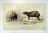 C1990 Mammals Capybara Water-Hog Hydrochareus Colour