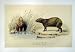 C1990 Mammals Capybara Water-Hog Hydrochareus Colour