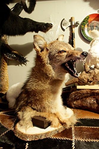 TAXIDERMY XXL COYOTE PEDESTAL COYWOLF HEAD W/ REAL TEETH MOUNT POSSUM SHOULDER