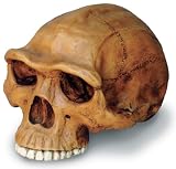 H. Erectus Cranium