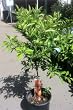 Seedless Kishu Mandarin Orange Tree, Five Gallon Container