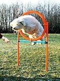 Agility - Ring