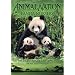 Animal Nation - Panda Nursery [DVD]