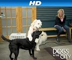 Dogs In The City [HD]: Someone Is Gonna Get Hurt [HD]