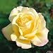 Edelrose Gloria