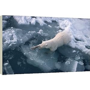 Polar+bear+slipping+on+ice