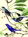 Boston International The MET Boxed Note Cards, Audubon Birds, 20-Count